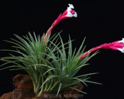 Tillandsia tenuifolia `Bronze Tip'/ティランジア・テヌイフォリア・ブロンズチップ Tillandsia tenuifolia `Bronze Tip'/ティランジア・テヌイフォリア・ブロンズチップ
