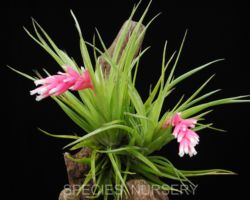 Tillandsia tenuifolia var.strobiliformis/ティランジア・テヌイフォリア・ストロビリフォルミス Tillandsia tenuifolia var.strobiliformis/ティランジア・テヌイフォリア・ストロビリフォルミス