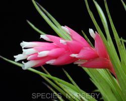 Tillandsia tenuifolia var.strobiliformis/ティランジア・テヌイフォリア・ストロビリフォルミス Tillandsia tenuifolia var.strobiliformis/ティランジア・テヌイフォリア・ストロビリフォルミス