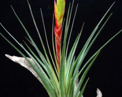 Tillandsia tricolor/ティランジア・トリコロール Tillandsia tricolor/ティランジア・トリコロール