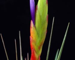 Tillandsia tricolor/ティランジア・トリコロール Tillandsia tricolor/ティランジア・トリコロール