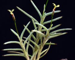 Tillandsia virescens/ティランジア・ヴィレッセンス Tillandsia virescens/ティランジア・ヴィレッセンス