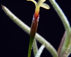 Tillandsia virescens/ティランジア・ヴィレッセンス Tillandsia virescens/ティランジア・ヴィレッセンス