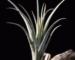 Tillandsia zecheri var cafayatensis/ティランジア・ゼチェリ・カファヤテンシス Tillandsia zecheri var cafayatensis/ティランジア・ゼチェリ・カファヤテンシス