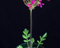 Pelargonium incrassatum/ペラルゴニウム・インクラサツム Pelargonium incrassatum/ペラルゴニウム・インクラサツム