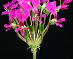 Pelargonium incrassatum/ペラルゴニウム・インクラサツム Pelargonium incrassatum/ペラルゴニウム・インクラサツム